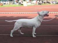GOOD LUCK Zig Hauer (Wiki)